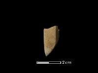 藏品(錛鑿形器)的圖片