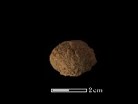 藏品(紡輪)的圖片