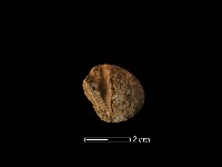 藏品(紡輪)的圖片