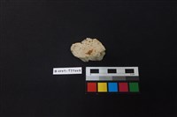 藏品(陶片)的圖片