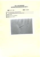 藏品()的圖片