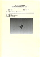 藏品()的圖片