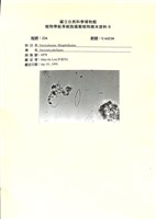 藏品()的圖片