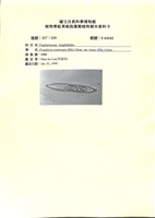 藏品()的圖片