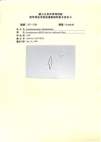 藏品()的圖片