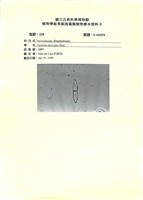 藏品()的圖片