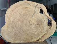 藏品(臺灣雲杉)的圖片