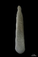 藏品(巴圖形器)的圖片