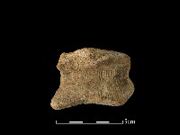 藏品(陶罐)的圖片