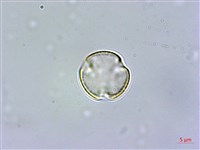 藏品(佩羅特木)的圖片