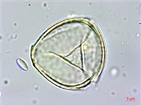 藏品(球果紫菫)的圖片