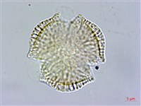 藏品(垂絲衛矛)的圖片