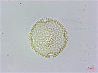 藏品(台灣梭羅樹)的圖片