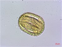 藏品(三角葉西番蓮)的圖片