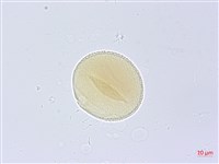 藏品(漢氏山葡萄)的圖片