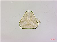 藏品(蓮華池桑寄生)的圖片