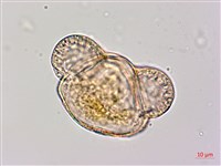 藏品(臺灣二葉松)的圖片