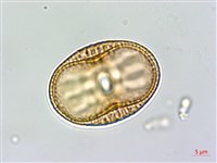 藏品(爵床)的圖片