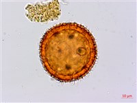 藏品(黃細心)的圖片