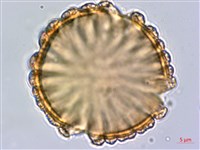 藏品(柳葉水蓑衣)的圖片