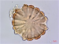 藏品(水蓑衣)的圖片