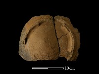 藏品(豆形器)的圖片