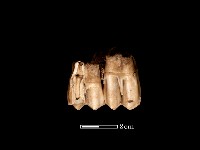 藏品(鹿骨)的圖片