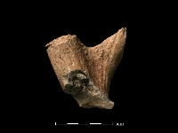 藏品(鹿骨)的圖片