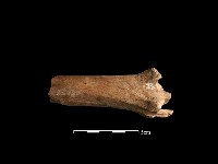 藏品(鹿骨)的圖片