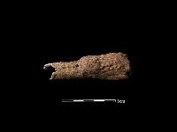 藏品(鹿骨)的圖片