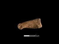 藏品(鹿骨)的圖片