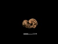 藏品(豬骨)的圖片