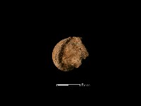 藏品(豬骨)的圖片