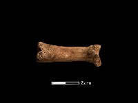 藏品(豬骨)的圖片