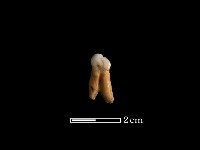 藏品(豬骨)的圖片