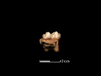 藏品(豬骨)的圖片