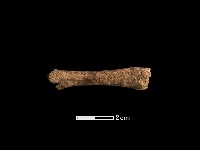 藏品(豬骨)的圖片