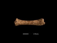 藏品(豬骨)的圖片