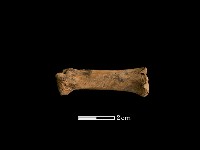 藏品(豬骨)的圖片