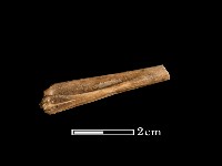 藏品(魚骨)的圖片