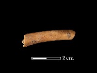 藏品(獸骨)的圖片