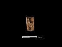 藏品(魚骨珠)的圖片