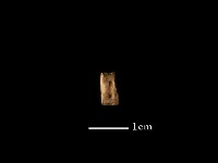 藏品(魚骨珠)的圖片