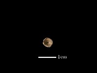 藏品(魚骨珠)的圖片