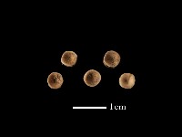 藏品(魚骨珠)的圖片