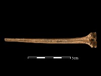 藏品(魚骨)的圖片