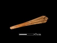 藏品(魚骨)的圖片