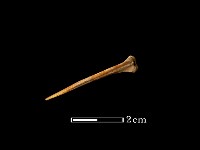 藏品(魚骨)的圖片