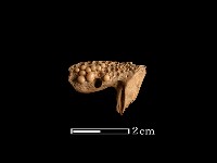 藏品(魚骨)的圖片