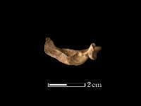 藏品(魚骨)的圖片